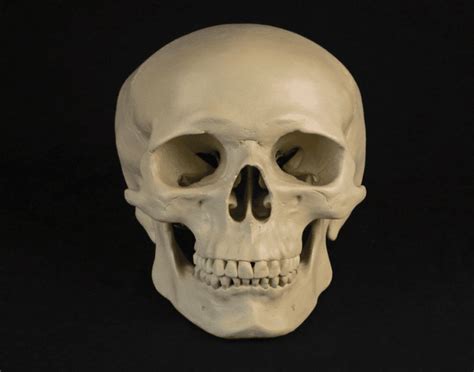 Front Facing Skull