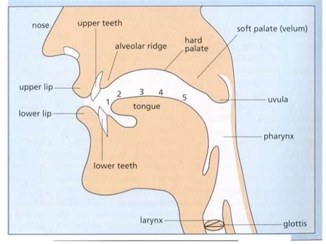 Phonologyspeech Organs And Articulation