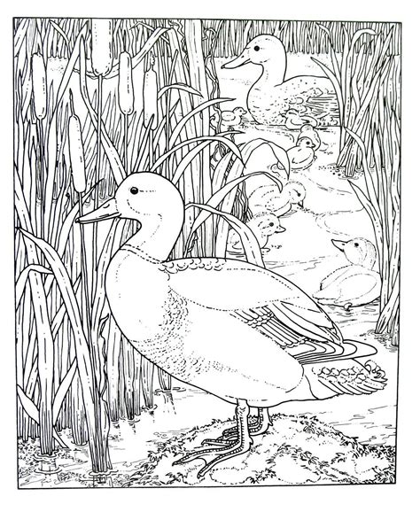 Mallard duck animal coloring book page printable | Animal coloring