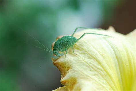 Green Bug Microcentrum Bugguidenet