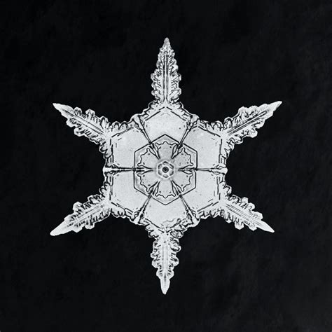 Artists Wilson Bentley Creation Snowflake Giclee Prints Platform