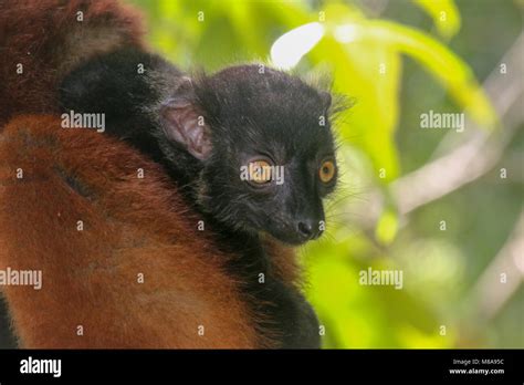 Black Lemur Eulemur Macaco On A Tree Photographed On Nosy Tanikely