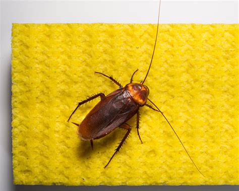 What Roaches Could Be In Your Home A1 Exterminators