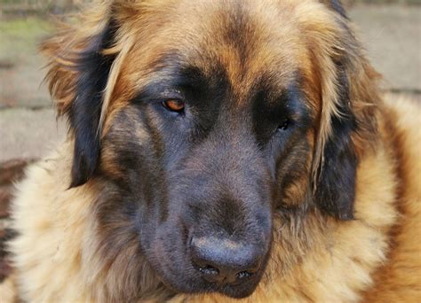 Find leonberger puppies for sale with pictures from reputable leonberger breeders. LEONBERGER CROSS NEFOUNDLAND PUPS! REDUCED PRICE ...
