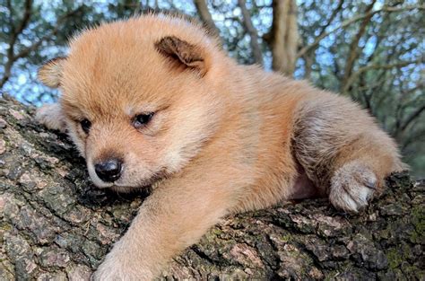 ɕiba inɯ) is a breed of hunting dog from japan. Shiba Inu Puppies For Sale | Savannah, GA #224859