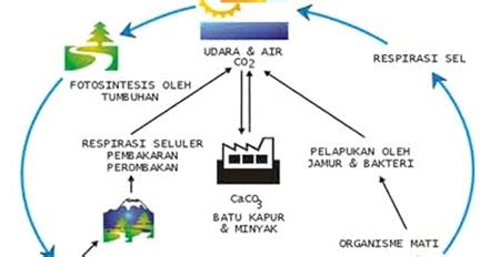Selain itu, tentunya, terdapat siklus karbon, oksigen, dan nitrogen antara kolam tersebut dan atmosfer. Makalah Siklus Karbon - Makalah ipa siklus karbon dan ...
