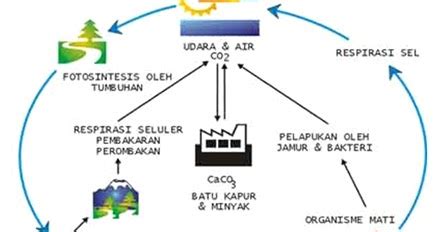 Oleh dosenpendidikan diposting pada 26/04/2021. Makalah Siklus Karbon - Makalah ipa siklus karbon dan ...