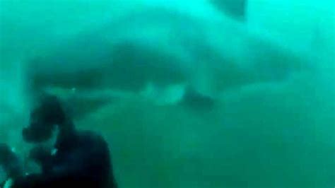 Video Of Great White Shark Encounter Goes Viral
