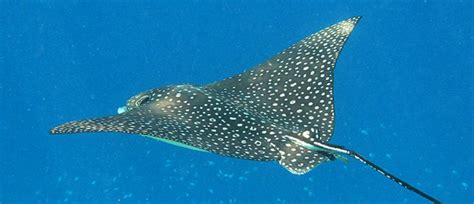 Koleksi Terbaru 47+ Semua Gambar Ikan Pari