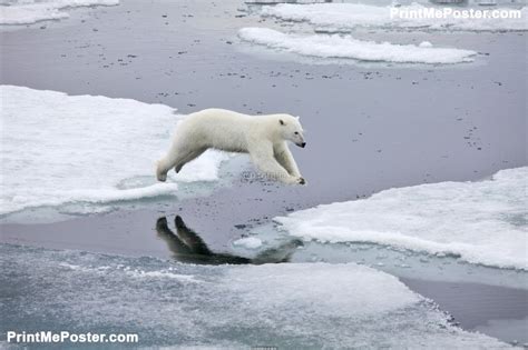 Polar Bear In Natural Environment Poster Idf44876016 Polar Bear