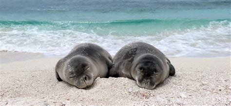 Hawaiian Monk Seal Conservation The Marine Mammal Center