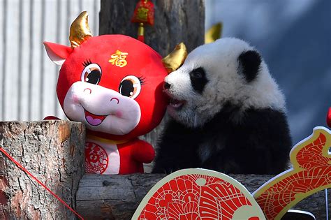 China Reserve Shows Off 10 Panda Cubs To Mark Lunar New Year Ap Pandas