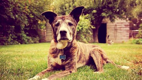 6 Vets Tips On How To Care For Senior Dogs Top Dog Tips