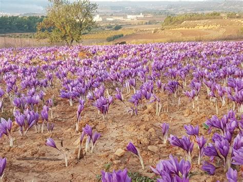 All About Growing Saffron From Crocus Sativus Bulbs Farmer Gracy