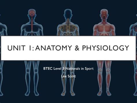 Btec Level 3 Unit 1 Anatomy Physiology Muscle Fibres