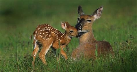 11 Whitetail Fawn Facts