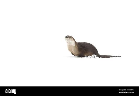 American River Otter Cut Out Stock Images And Pictures Alamy