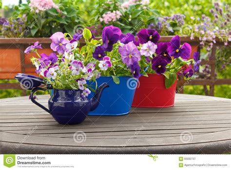 Pansies Flowers Viola Pots Background Stock Image Image