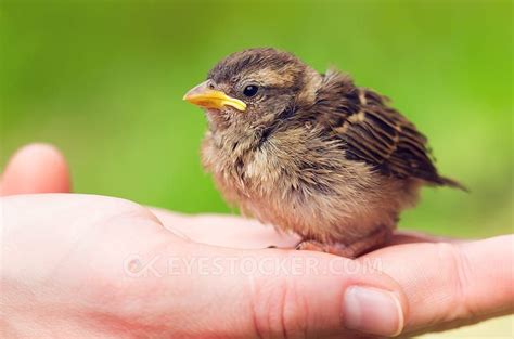 Cute Baby Sparrow Sitting In Hand Against Green Background By Cristi