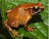 New tiny arboreal toad species from India is just small enough for its ...