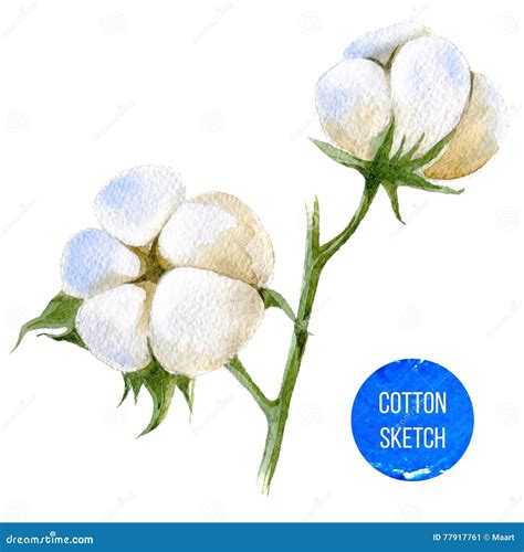 Cotton Plant Illustration Drawing Engraving Ink Line Art Vector