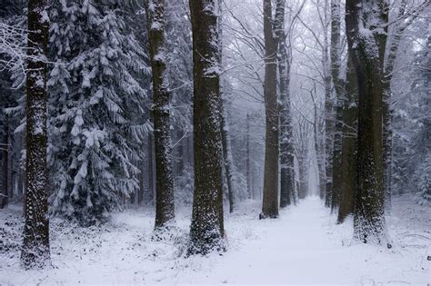 3840x2160 3840x2160 Cold Forest Freeze Nature Snow Snow Flakes