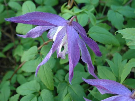 Maybe you would like to learn more about one of these? Clematis Macropetala Jan Lindmark | Garden, Clematis vine ...