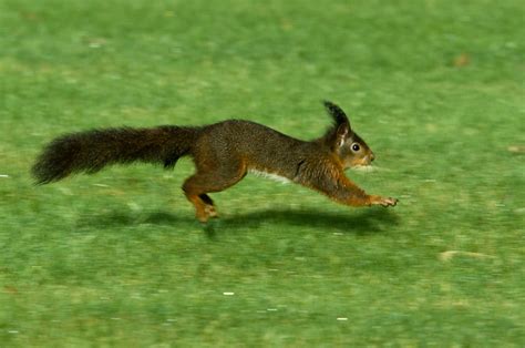 Squirrel On The Run Eekhoorn Red Squirrel Écureuil Roux Ei Flickr