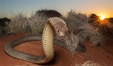 Photographing Australias Large Venomous Snakes Australian Geographic