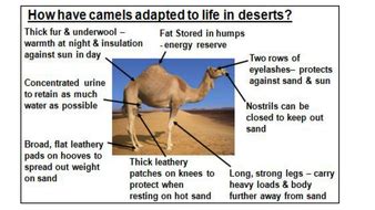 Camel adapt to hot environmental conditions. How do animals survive in desert environment in the U.A.E