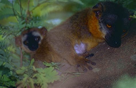 Collared Brown Lemur Encyclopedia Of Life
