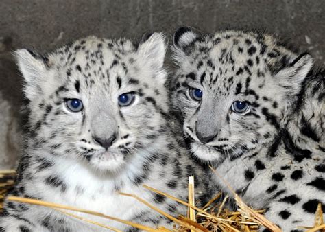 Photos Newborn Snow Leopards Ready For Their Closeup At Chicagos