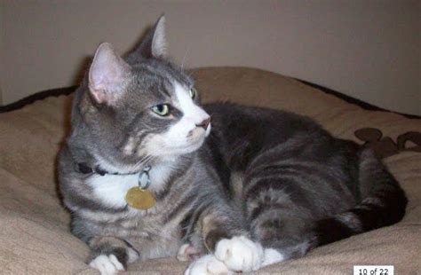 Are you looking for a perfect name for your gray color kitten? Male Cat Names Grey Tabby