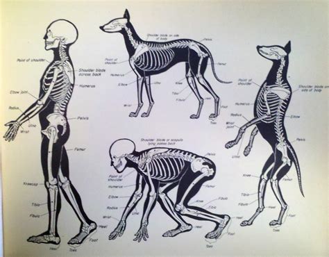 Animal Skeleton Drawing At Getdrawings Free Download