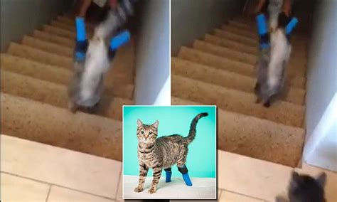 Double Amputee Cat Flies Down The Stairs In Handstand Like Pose Animali