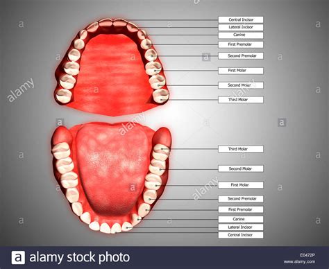 Human Teeth Structure With Labels High Res Vector Gra