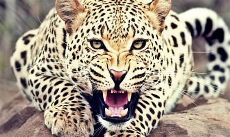 Ini 10 Fakta Menarik Tentang Leopard Macan Tutul Yang Harus Kamu