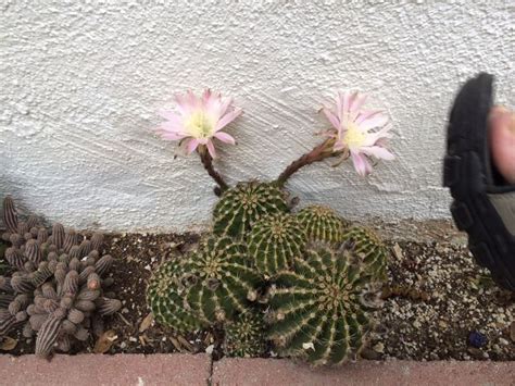 Easter Lily Cactus Echinopsis Multiplex Also Found As Echinopsis