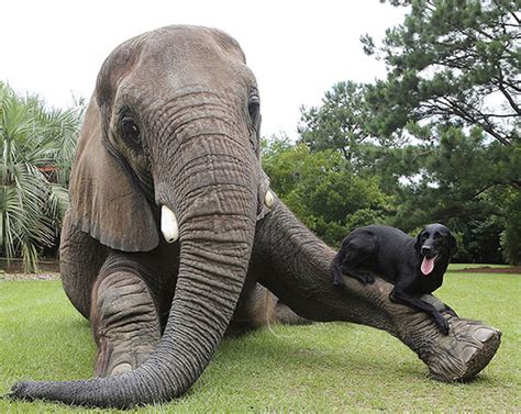 10 Unusual Animal Friendships That Will Put A Smile On