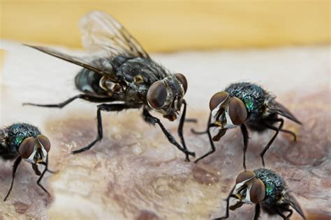 The vinegar will lure the flies in, but the dish soap makes it hard for them to get away. How to Get Rid of Flies Indoors