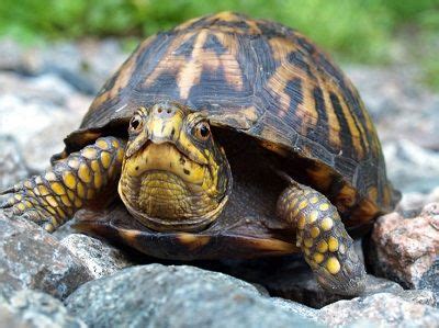 Check spelling or type a new query. ¿Que Comen las Tortugas de Tierra y Agua? -【Queanimal.com】