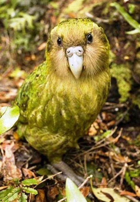 Kakapoo Only Flightless Parrot Flightless Parrot Kakapo