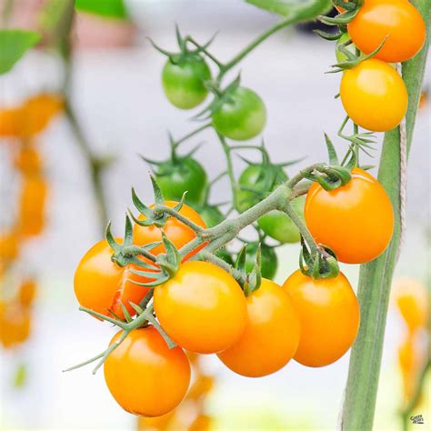 Tomato Sunsugar — Green Acres Nursery And Supply