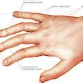 Anatomy Regions Of The Hand Wood Print By Asklepios Medical Atlas The Best Porn Website