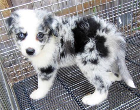 Akc bred with heart breeder. Border Collie puppies ( Merles and classic black and white ) for Sale in Arcadia, Florida ...