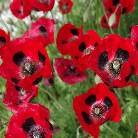 It also means that many people, with good intentions, will plant california poppies. Lady Bird Poppy Seeds - Red Poppies Flower Seed