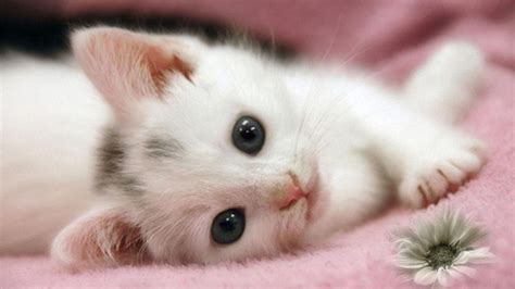 Cute Kitten Desktop Wallpapers On Wallpaperdog