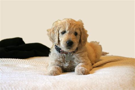 Usually, small dogs do not have a lot of puppies but in has the ability to have a litter of up to 8 puppies. How Many Puppies Can A Mini Goldendoodle Have ...