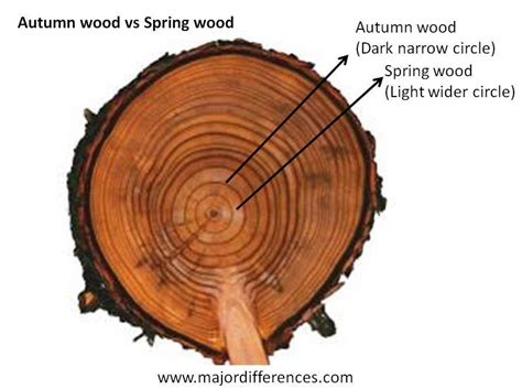Difference Between Spring Wood And Autumn Wood