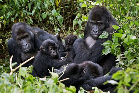 Grauers Gorillas May Soon Be Extinct Conservationists Say The New